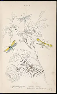Plumed Prints: Four Nice Moths