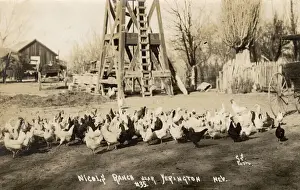 Hens Prints: Nichols Ranch, near Yerington, Nevada, USA