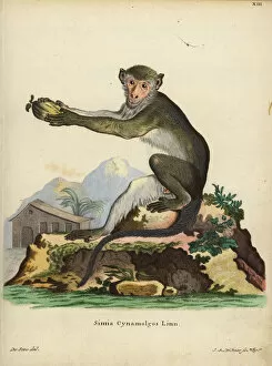Nicobar crab-eating macaque, Macaca fascicularis
