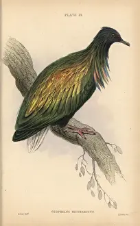 Edwardlear Prints: Nicobar pigeon, Caloenas nicobarica, near threatened