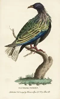 Nicobar pigeon, Caloenas nicobarica Near threatened