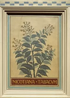 Nicotiana Gallery: Nicotiana tabacum, tobacco
