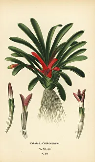 Nidularium scheremetiewii Nidularium scheremetiewii