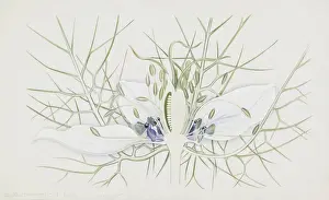 Eudicotinae Prints: Nigella damascena, love-in-a-mist