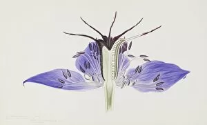 Apiaceae Gallery: Nigella hispanica, fennel flower