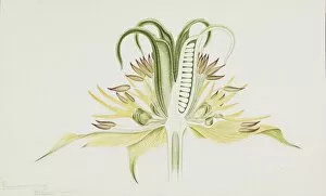 Apiaceae Gallery: Nigella orientalis, yellow fennel flower