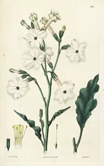 Nicotiana Gallery: Night-flowering tobacco, Nicotiana noctiflora