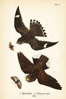Night-hawk and eastern whip-poor-will