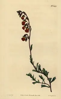 Night-smelling hermannia, Hermannia flammea