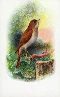 Sings Prints: Nightingale