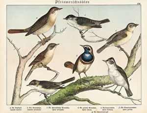 Naturgeschichte Des Tierreichs Prints: Nightingale, bluethroat, warblers, etc