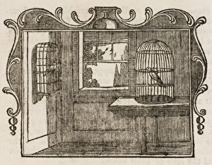 Bullfinch Collection: Nightingale & Bullfinch