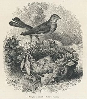 Nest Collection: Nightingale (Freeman)