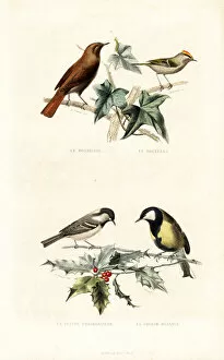 Ornithology Collection: Nightingale, goldcrest, cinereous tit and great tit