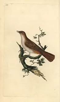 Nightingale, Luscinia megarhynchos