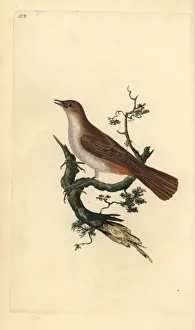 Ornithology Prints: Nightingale, Luscinia megarhynchos