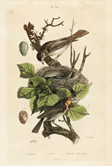 Luscinia Gallery: Nightingale, nest and egg, Luscinia megarhynchos