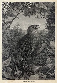 Luscinia Gallery: Nightingale Singing 2