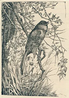 Luscinia Gallery: Nightingale Singing