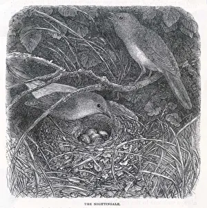 Luscinia Gallery: Nightingales (Anon)
