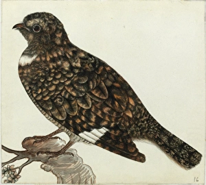 Images Dated 6th August 2013: Nightjar sp. Caprimulgua sp