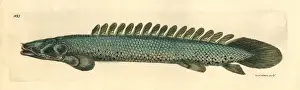 Nile bichir, Polypterus bichir