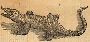 Amphibia Prints: Nile crocodile or African crocodile, Crocodilum aegyptus