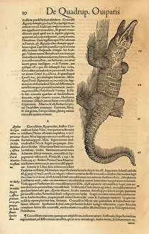 Amphibia Prints: Nile crocodile or African crocodile, Crocodilum aegyptus