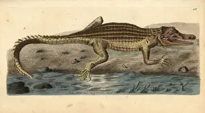 Nile crocodile, Crocodylus niloticus