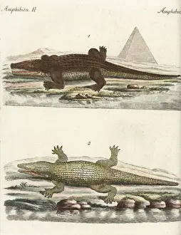 Nile crocodile, Crocodylus niloticus