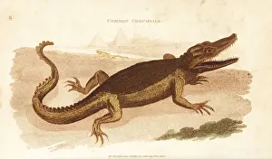 Nile crocodile, Crocodylus niloticus