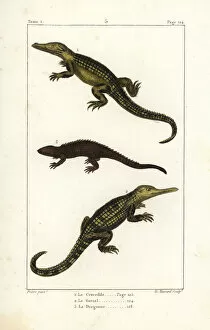 Germain Gallery: Nile crocodile, gharial and dragon lizard