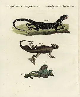 Monitor Gallery: Nile monitor, basilisk and flying lizard