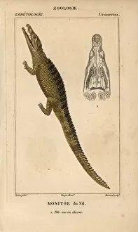 Monitor Gallery: Nile monitor crocodile, Varanus niloticus