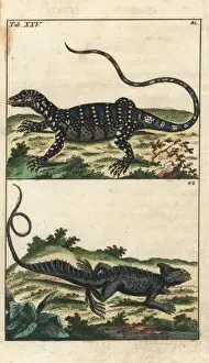 Herpetology Prints: Nile monitor lizard and common basilisk