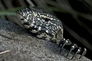 Images Dated 23rd November 2011: Nile Monitor / Water Leguaan / River Leguaan