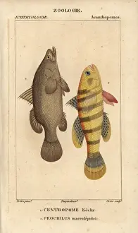 Perch Prints: Nile perch, Lates niloticus, and sleeper fish