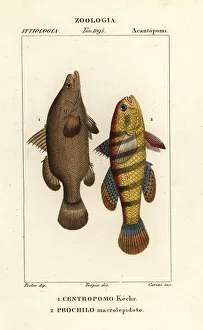 Images Dated 22nd March 2020: Nile perch and sleeper fish