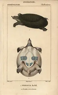 Turtle Prints: Nile soft-shelled turtle, Trionyx triunguis