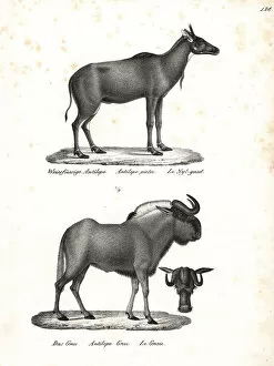 Nilgai and black wildebeest