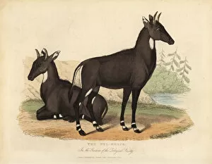 Antelope Gallery: Nilgai or blue bull, Boselaphus tragocamelus