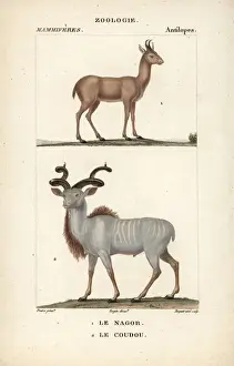 Nilgai, Boselaphus tragocamelus, and greater