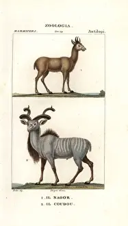 Nilgai Boselaphus tragocamelus and greater kudu