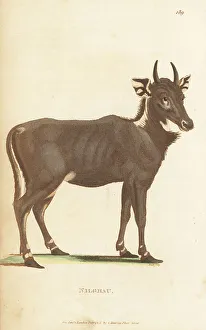 Kearsley Prints: Nilgai, Boselaphus tragocamelus, male