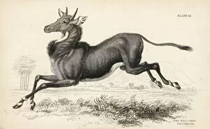 Antelope Gallery: Nilgai or nilgau, Boselaphus tragocamelus
