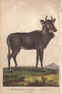 Nilgai, nylghan, or white footed antelope