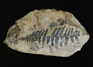 Polypodiophyta Prints: Nilssonia kendalli, frond of a cycad