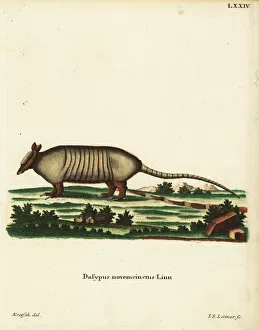 Sebastian Collection: Nine-banded armadillo, Dasypus novemcinctus