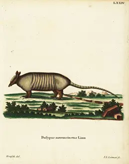 Nine-banded armadillo, Dasypus novemcinctus