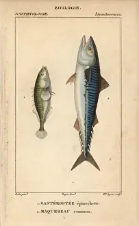 Stickleback Prints: Ninespine stickleback, Pungitius pungitius